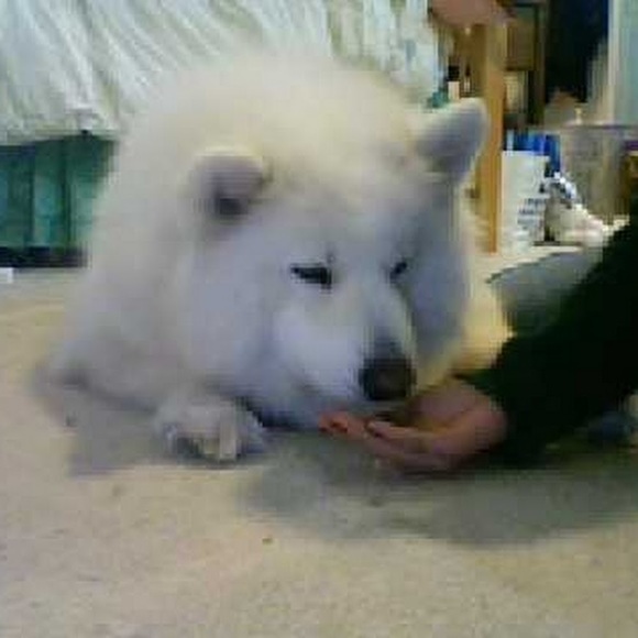 samoyed16
